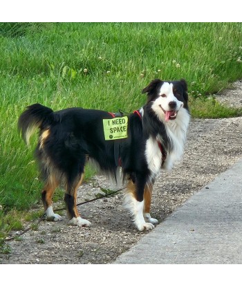 bandeau de harnais, fait main, message, chien