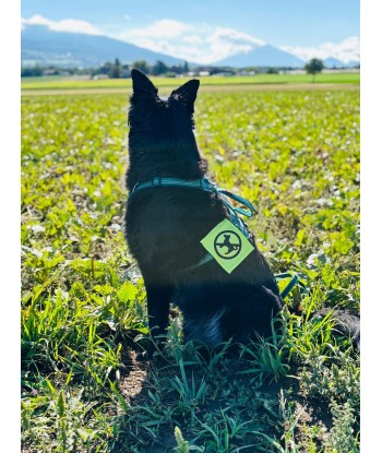 bandeau de harnais, fait main, message, chien