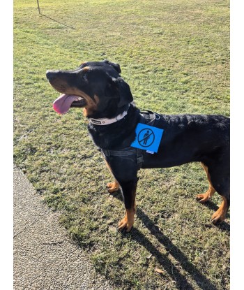 bandeau de harnais, fait main, message, chien