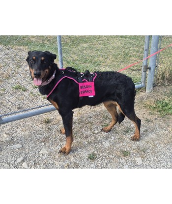 bandeau de harnais, fait main, message, chien