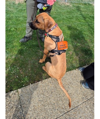 bandeau de harnais, fait main, message, chien